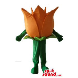 Deluxe orange Tulip Flower...